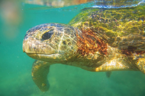 Fracturile carapacei la testoase