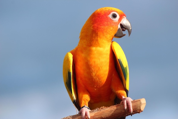 Psitacoza la pasari si oameni 