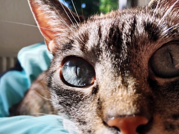 Pisica are spume la gura