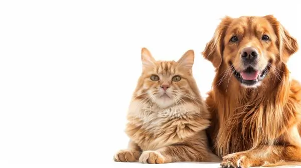 7 Semne ca animalul dvs de companie sufera de alergii sezoniere