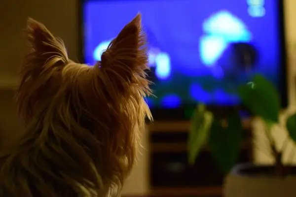 Personalitatea câinilor influențează modul în care privesc la televizor