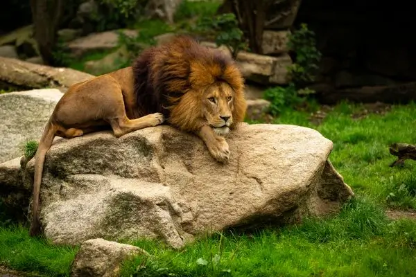 Yorkshire Wildlife Park lansează o campanie pentru salvarea a trei lei din Ucraina