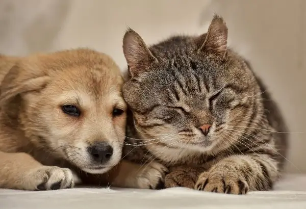 Alergiile de piele – cea mai frecventă problemă medicală la câini și pisici timp de 13 ani consecutiv