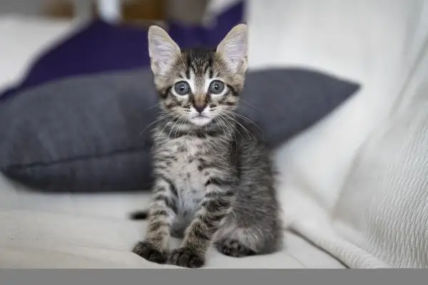 Anemia infectioasa a pisicilor