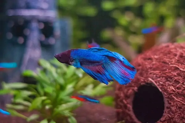 Cum să îți îngrijești corect peștii de acvariu: ghid practic pentru proprietari