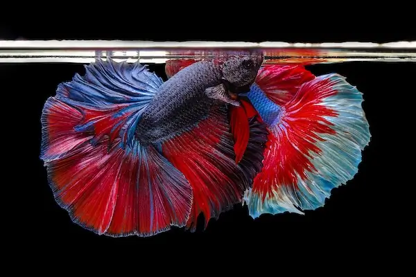 Îngrijirea peștilor Betta: trei reguli simple pe care orice proprietar ar trebui să le știe