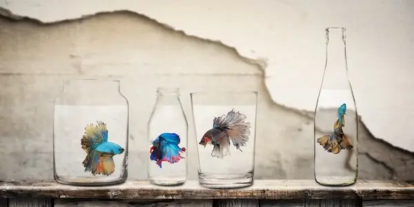 Unde ar trebui ținut un pește Betta? Ce este posibil nu este întotdeauna și recomandat