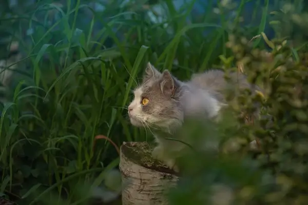 Un nou vaccin experimental ar putea proteja pisica împotriva gripei aviare H5N1