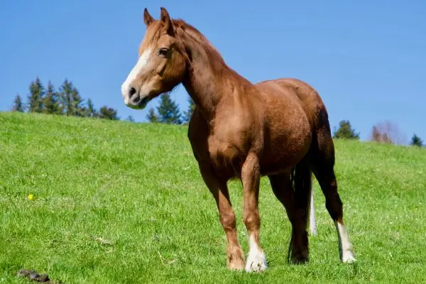 Primul ajutor la ecvine: ce sa ai la tine si cum sa le folosesti