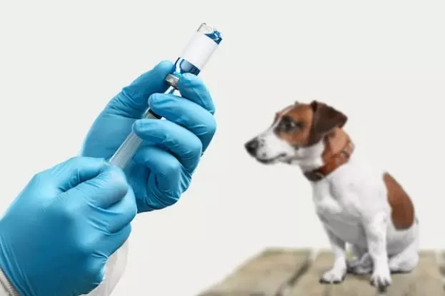Care este schema obligatorie de vaccinare pentru câinii și pisicile de companie