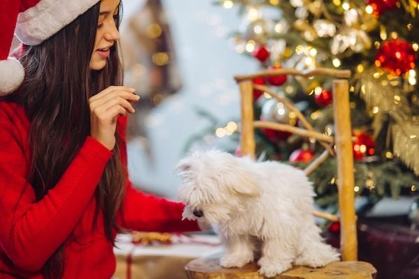 Un catel va fi un companion grozav pentru copii 