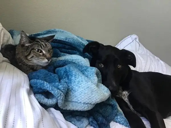 Substanta chimice toxice au fost gasite in fecalele animalelor de companie