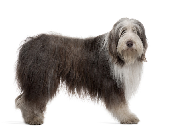 bearded collie rasa