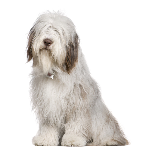 bearded collie