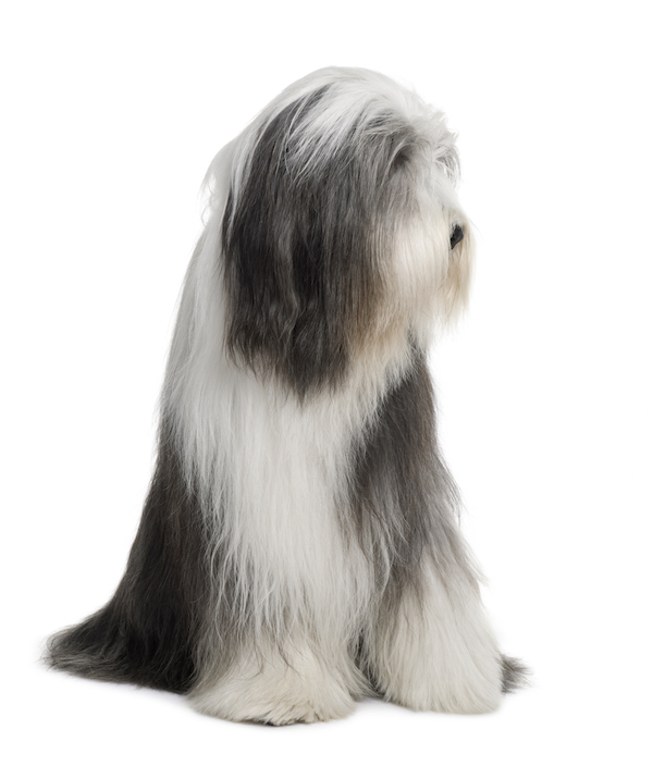 bearded collie caine