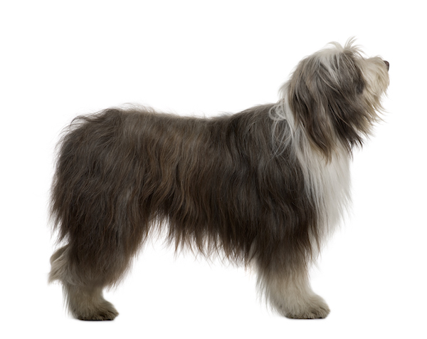 caine bearded collie