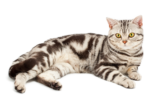 american shorthair