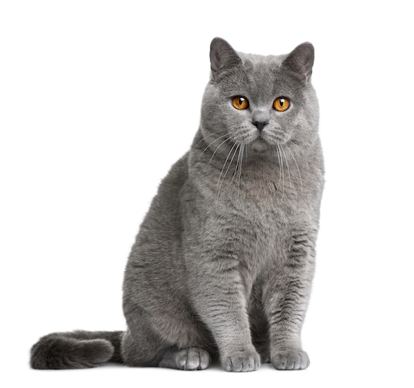 british shorthair