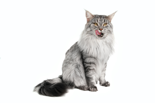 maine coon