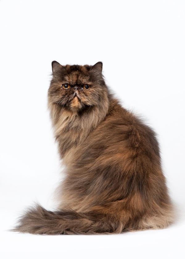 pisica persana tricolora