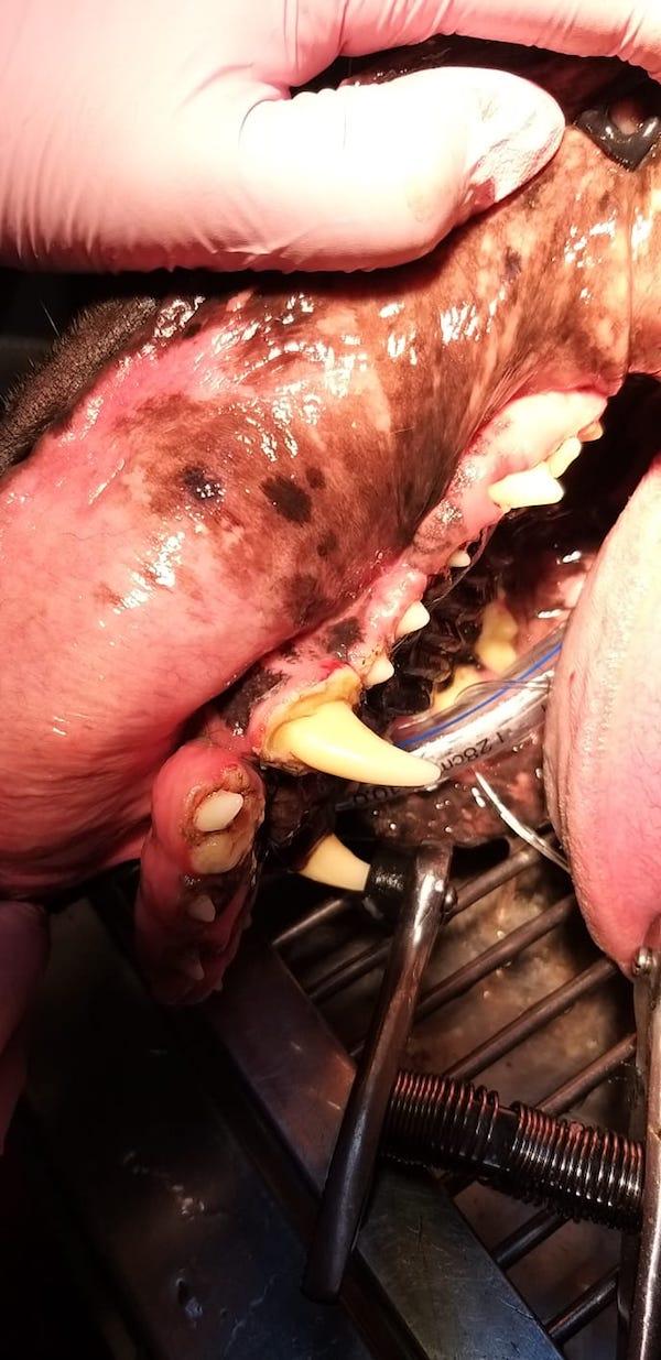 Hiperplazia gingivala sau cresterea anormala a gingiilor caine 01