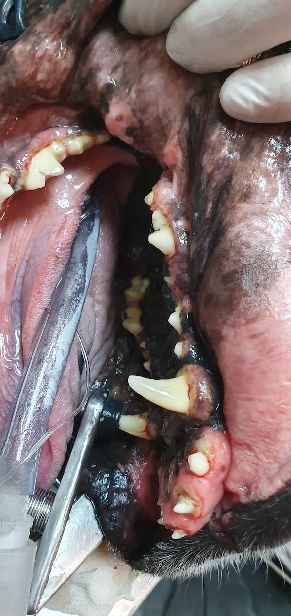 Hiperplazia gingivala sau cresterea anormala a gingiilor caine 03