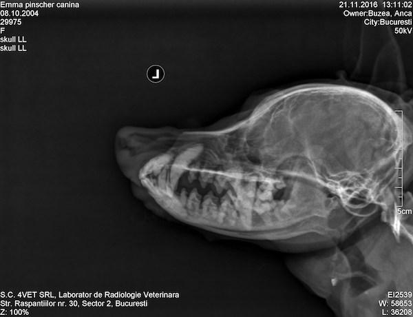 radiografie caine abces dentar