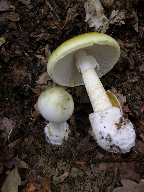 Amanita phalloides 1