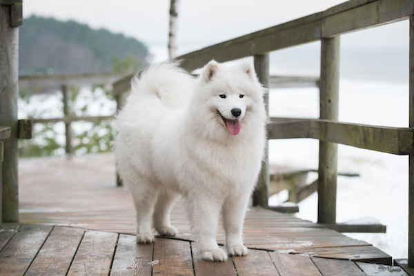 caine samoyed