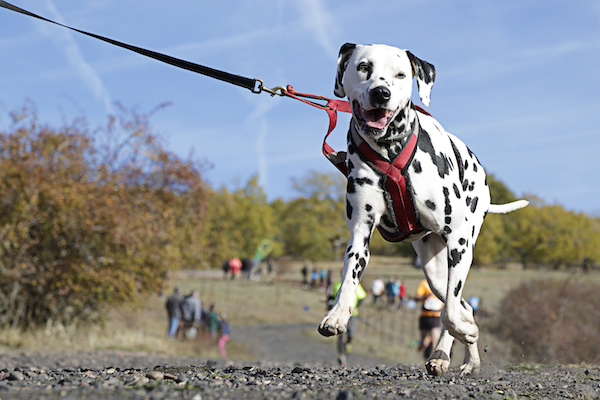 dalmatian breed dog walking through field with harness