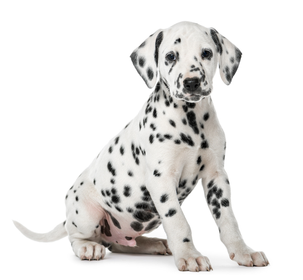 dalmatian puppy sitting front white wall
